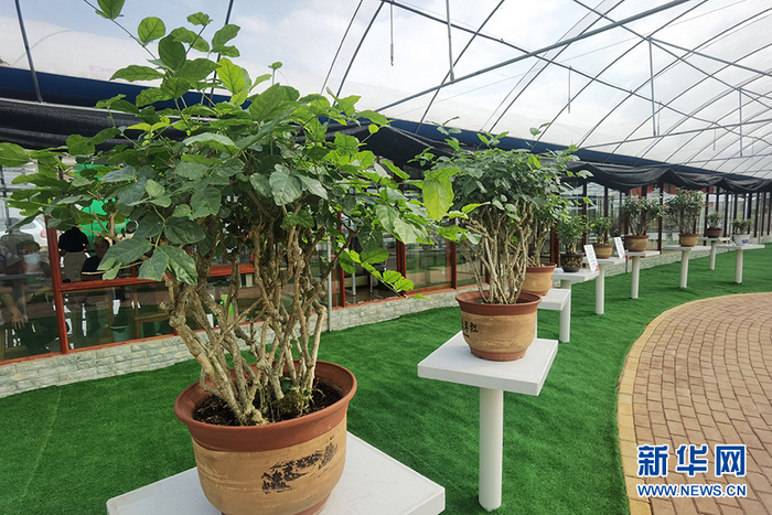 　横县校椅镇榃汶村茉莉花盆栽和蔬菜育苗扶贫示范园内展示的茉莉花盆栽。新华网 刘君摄