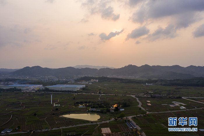 无人机航拍的中华茉莉园。新华网 刘君摄