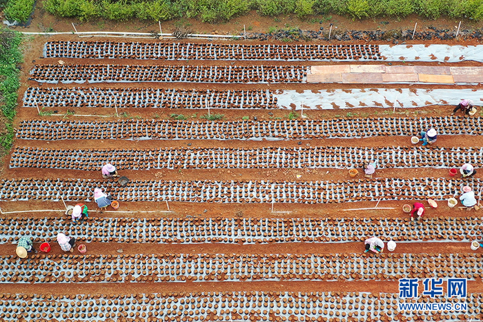 无人机航拍农户们在中华茉莉园培育茉莉花苗。新华网 刘君摄