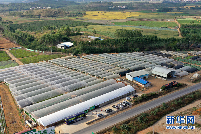 无人机航拍的横县校椅镇榃汶村茉莉花盆栽和蔬菜育苗扶贫示范园。新华网 刘君摄