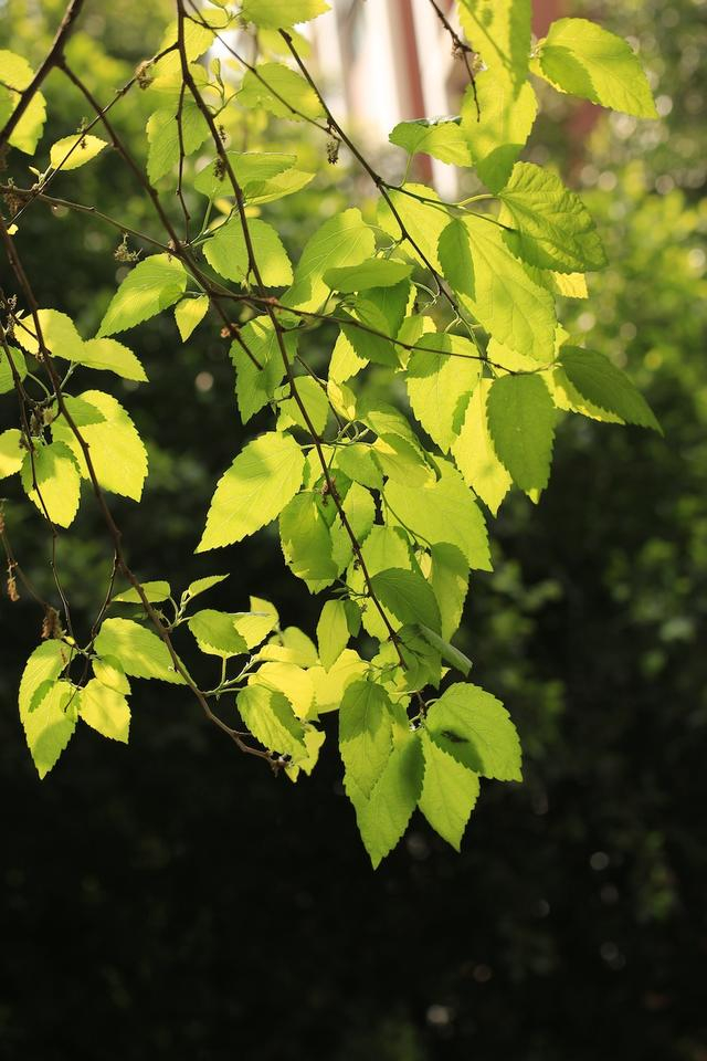 桑（Morusalba），桑科桑属，落叶乔木或为灌木周敏图