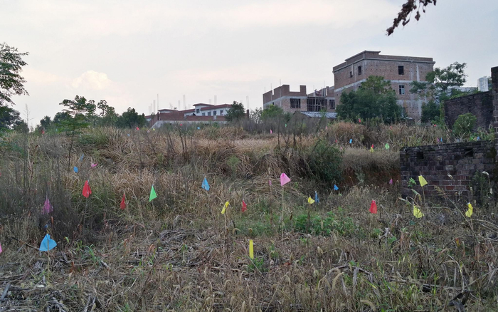 2014年8月，湖南嘉禾，密布的红火蚁蚁巢被插上彩色小旗警示。陆永跃供图