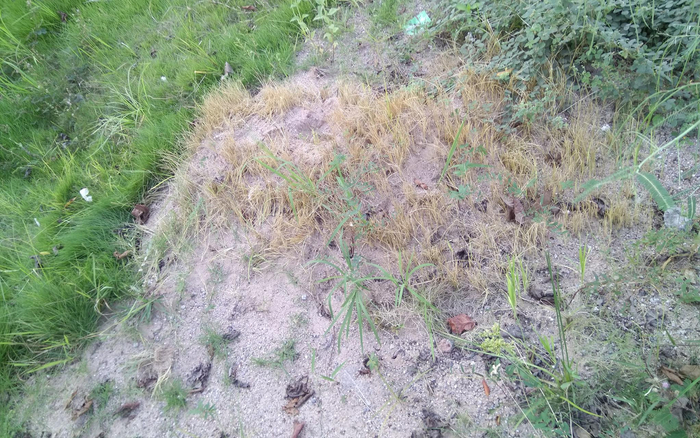 广东路边已被下药杀灭的红火蚁。冉浩 摄