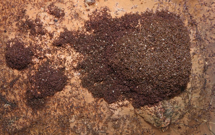 2018年5月，广州增城一处水面上的红火蚁群。陆永跃供图