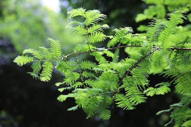 羽毛状的叶片极其优雅，盛夏碧绿，秋后经霜转红。周敏图