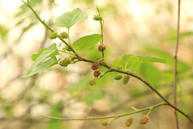 桑椹幼果周敏图