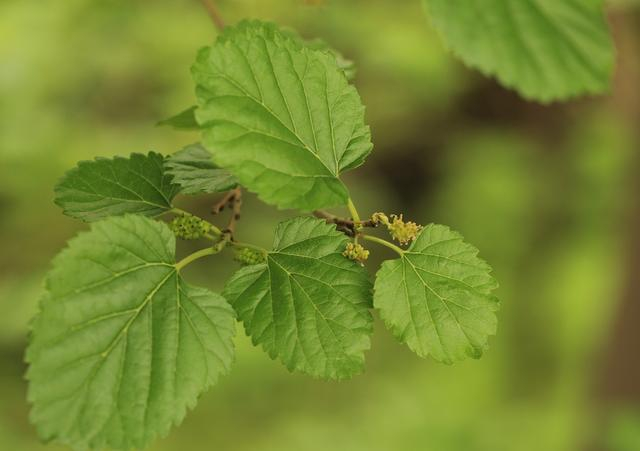 桑叶富含蛋白质，因而受到蚕的专宠。周敏图