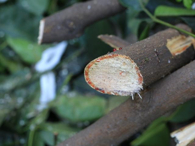 秋枫因树液血红而得名。周敏图