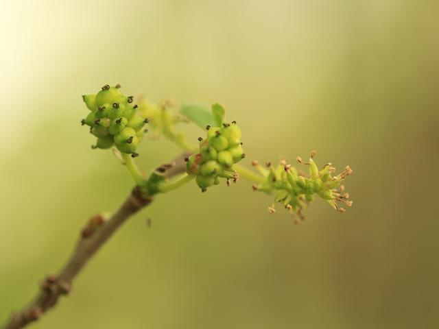 桑树通常雌雄异株，但这一棵显然是雌雄同株的周敏图
