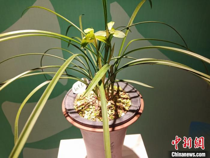 展览兰花。　雷程枝 摄
