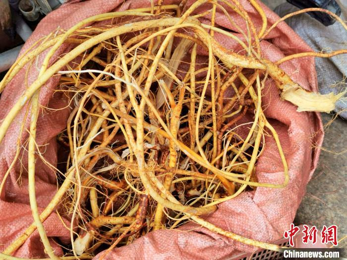 刚采挖的五指毛桃根 李晓春 摄