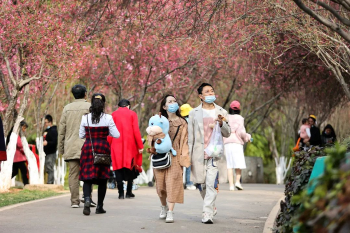 昆明圆通山海棠、樱花盛开 陈飞 摄