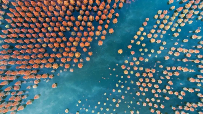 滇池水杉湿地风景 资料图