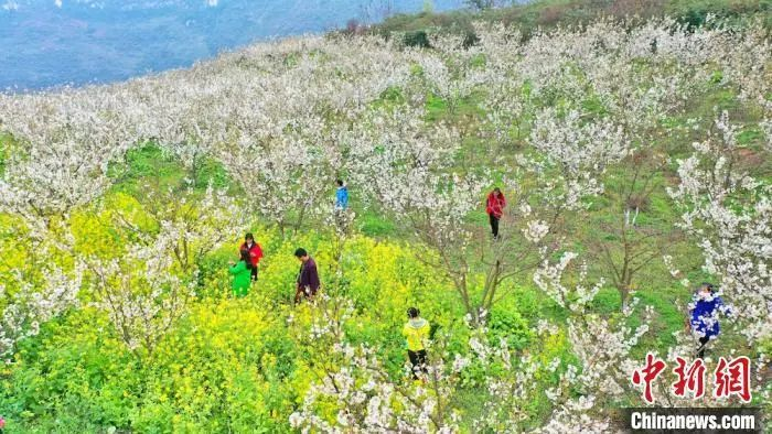 资料图：赏花资料图。游客踏青出游。李骁 摄