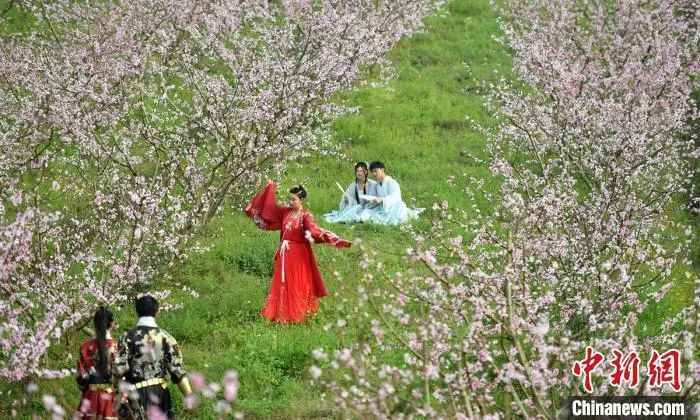 资料图：眉山市东坡区桃花林中展示汉服的爱好者。刘忠俊 摄