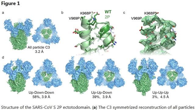 王年爽参与的对SARS病毒S-2p蛋白的研究
