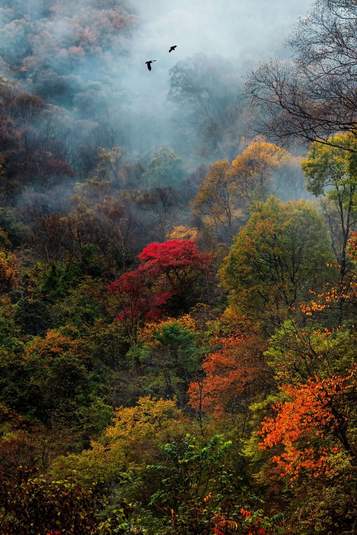 重庆城口大巴山秋季景色。图/dashiyiyuan 图虫·创意