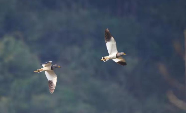 灰头麦鸡 图：重庆网络广播电视台