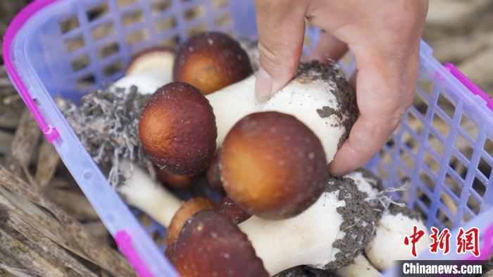 赤松茸。　陈虹燕 摄