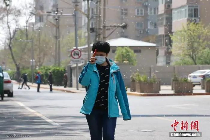  4月7日，北京街头，行人在飞絮中出行。中新社记者 易海菲 摄