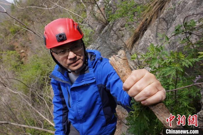 图为考古队员借助攀爬的树枝摸出了“包浆”。　李超庆 摄