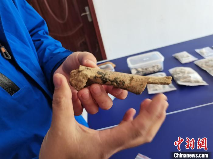 图为考古人员展示一枚有砍痕的动物肢骨 李贵刚 摄