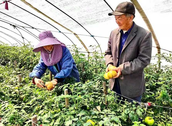 图说：张其龙夫妇在采摘番茄 刘必华 摄 （下同）