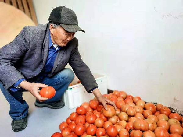 图说：张其龙分拣番茄