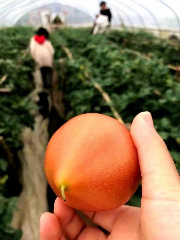 图说：“黄渡番茄”