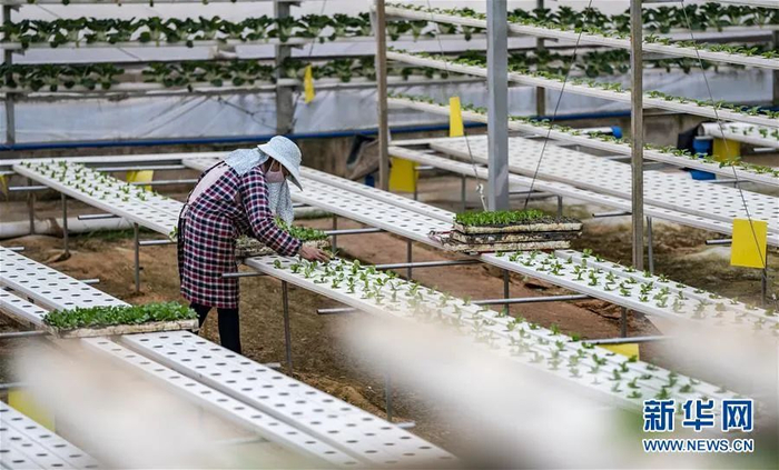 陆良蔬菜种植 新华社记者 江文耀 摄