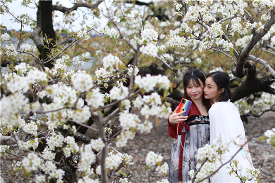 游客们与梨花合影