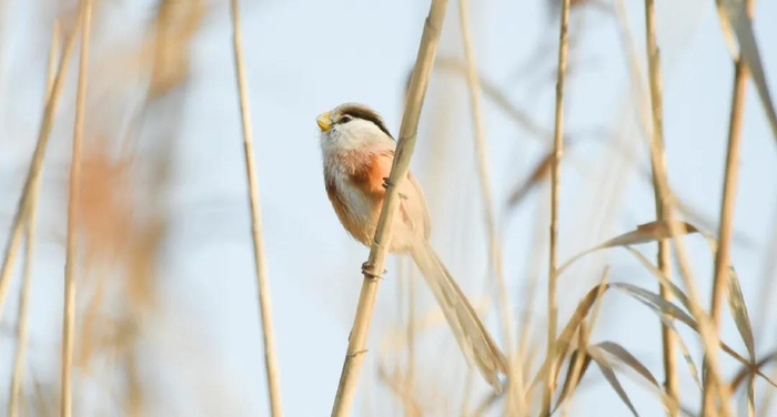 震旦鸦雀（现国家二级重点保护野生动物）&nbsp;郑运祥&nbsp; 摄