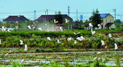  奉贤南部的奉干公路周边，大批的牛背鹭等野生鸟类云集田间 杨建正 摄 