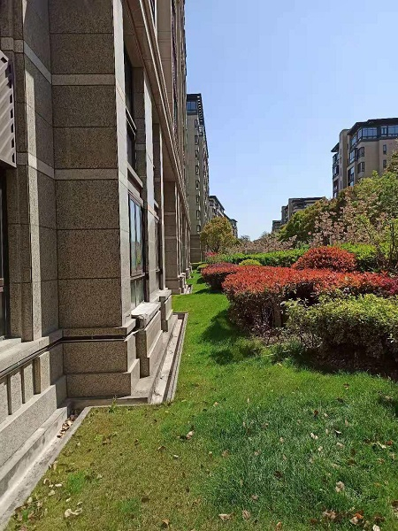 图说：小区绿化较为丰富，且离居民楼较近 采访对象提供