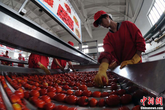 资料图：新疆番茄产业蓬勃发展 图自中新网