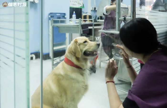 不少宠主为爱宠购买医保后都遭遇过理赔难的情况（信息时报记者 徐敏 摄）