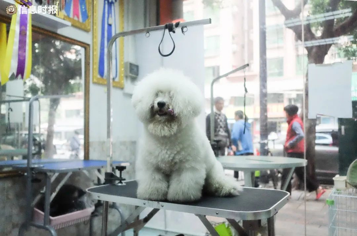 就医中的狗狗（信息时报记者 徐敏 摄）