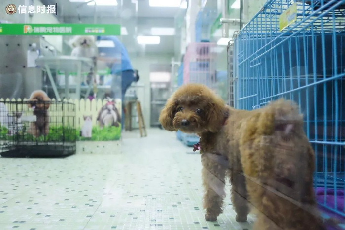 养宠之风盛行，但宠物相关的保障却依旧有多处空白（信息时报记者 徐敏 摄）