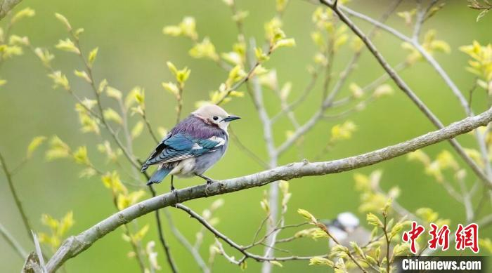 紫背椋鸟。　陈光辉 摄
