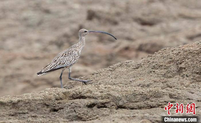 大杓鹬。　陈光辉 摄