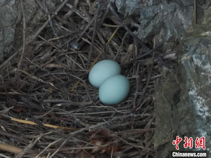 岩鹭卵。　张永普 摄