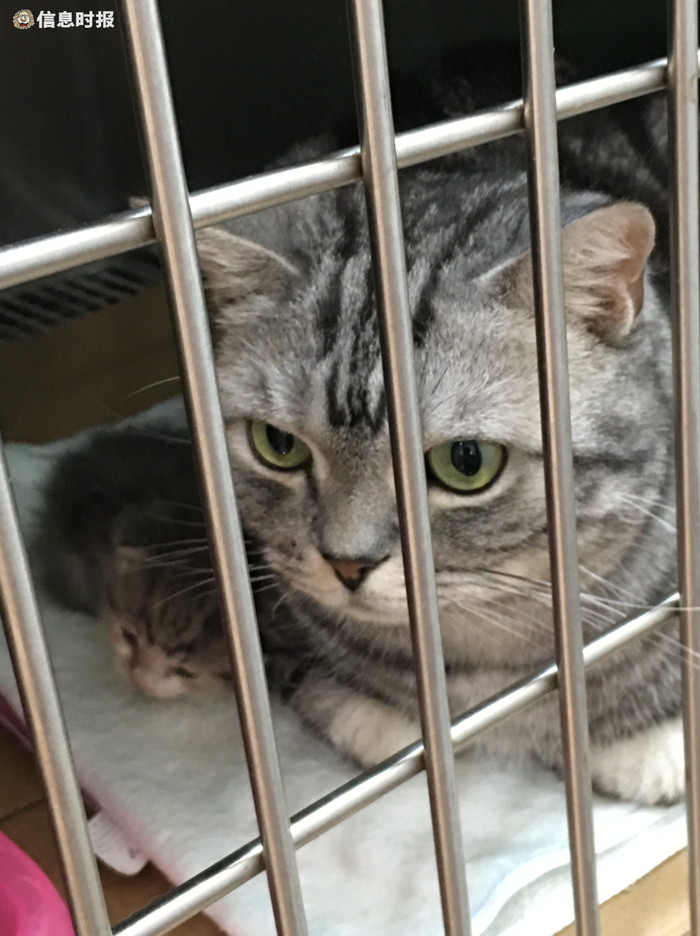 猫狗不会说话，因此只能靠各种检查找出病因（信息时报记者 杨杏萍 摄）