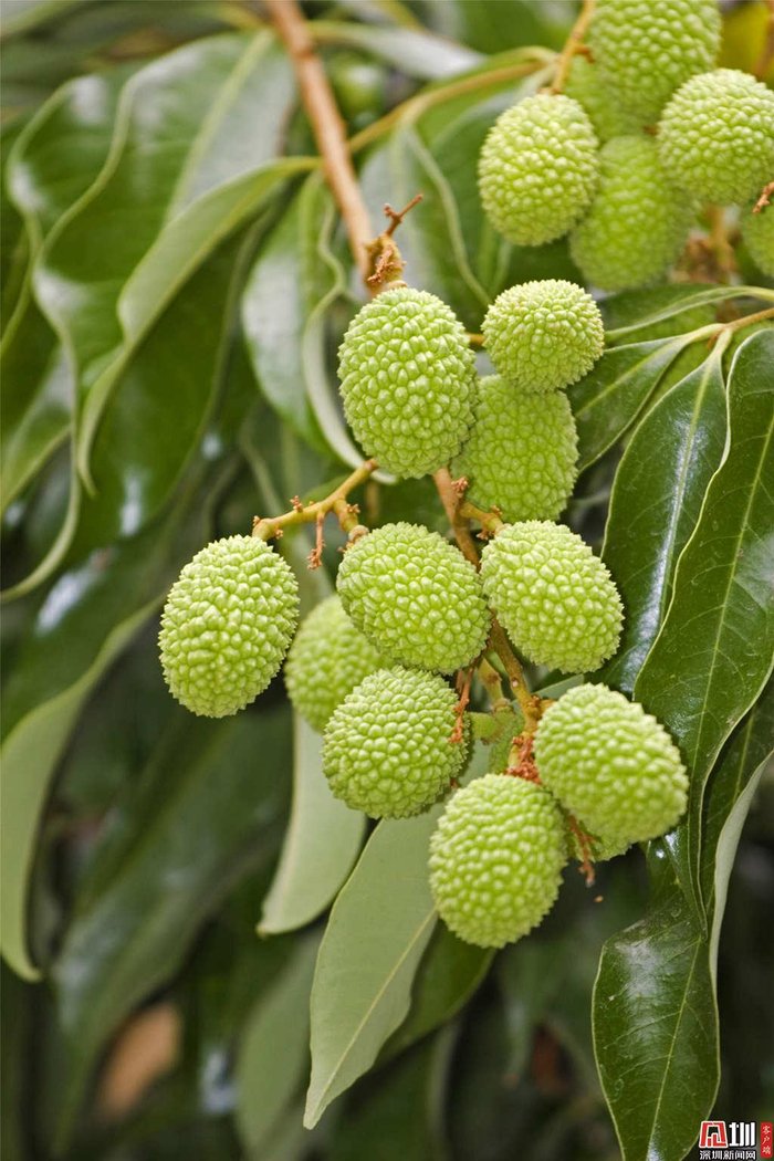 深圳街头现甜蜜隐患绿化水果到底能不能吃