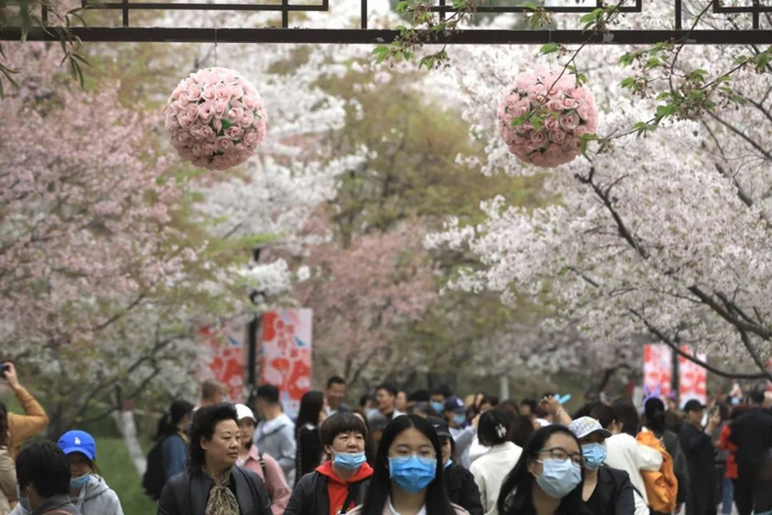 ▲4月1日，北京玉渊潭公园，市民在樱花树下留影。摄影/新京报记者 浦峰