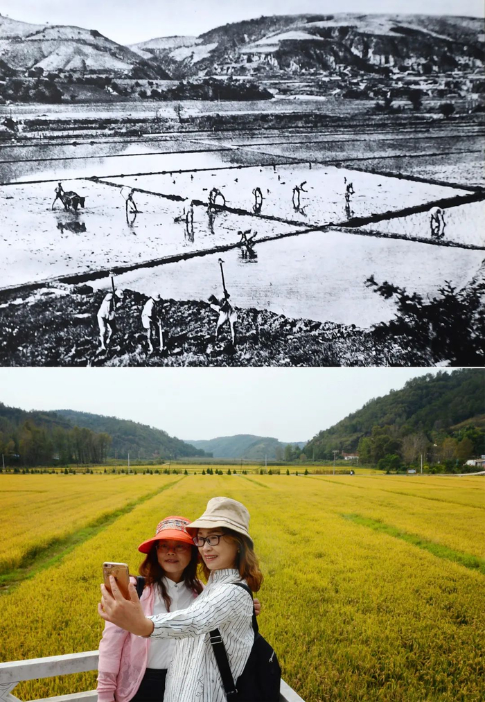 拼接照片，上图为抗战时期的延安南泥湾生产（资料图片），下图为游客在延安南泥湾稻田旁留影 刘潇/摄