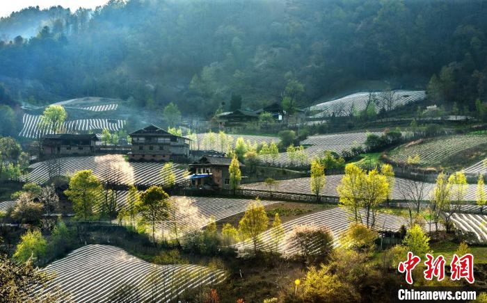 高山上地膜种植 高华康 摄