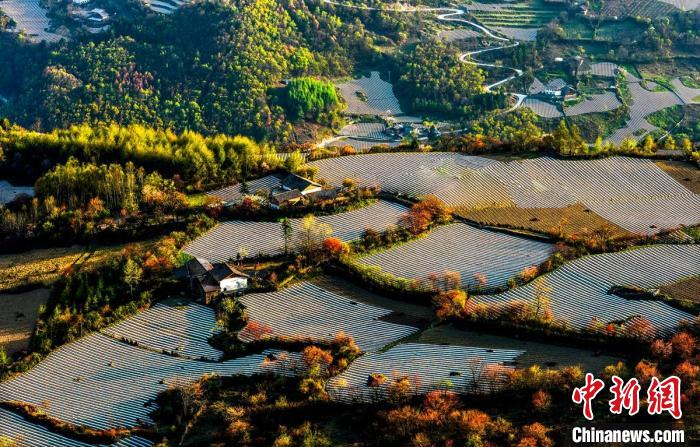 高山上地膜种植 高华康 摄