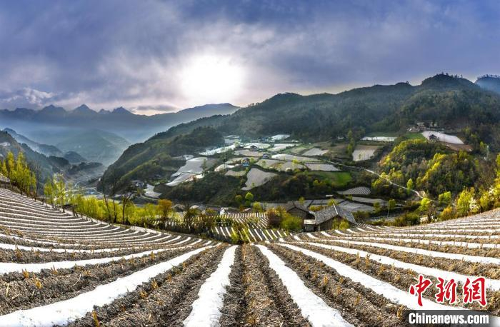 高山上地膜种植 高华康 摄