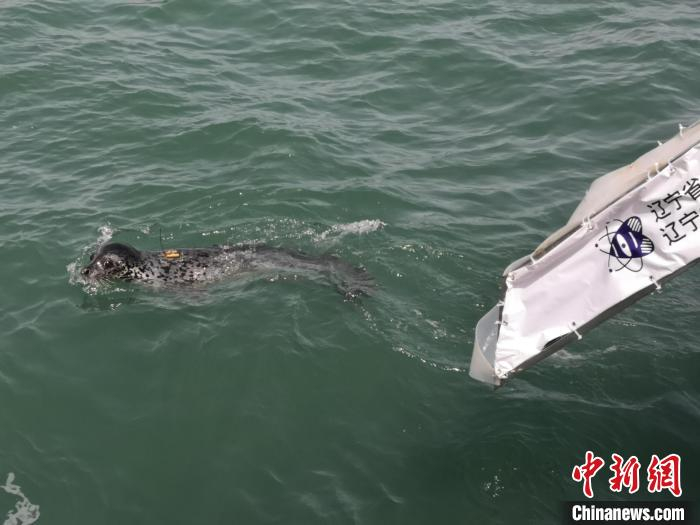 图为斑海豹放归后游入大海。　杨毅 摄