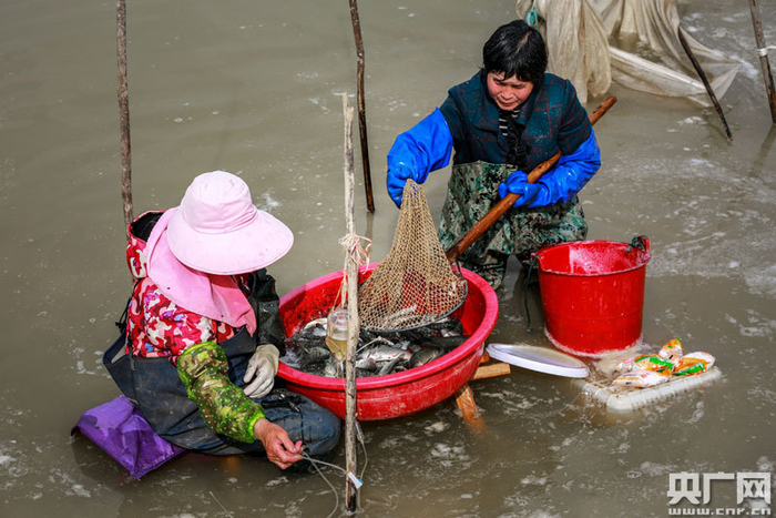 给鱼注射预防细菌性败血病的疫苗（央广网发 通讯员供图）